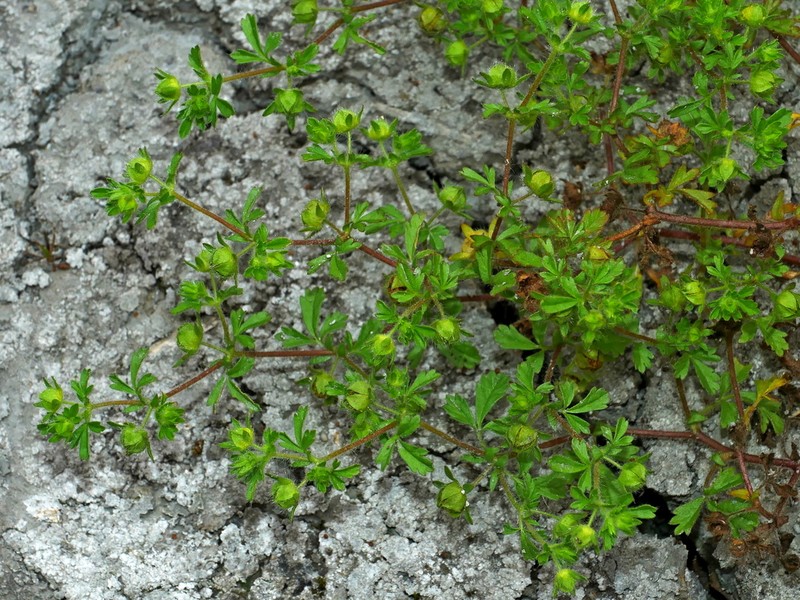 Potentilla heynei photo 6