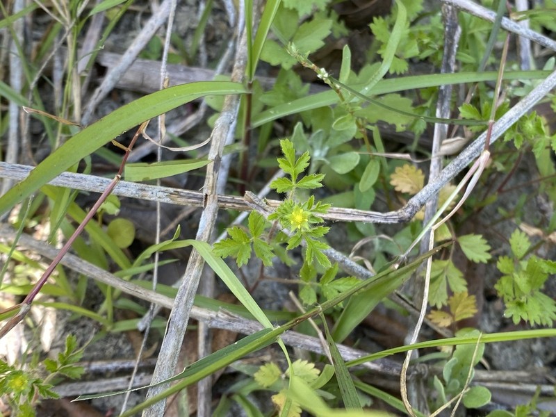 Potentilla heynei photo 7