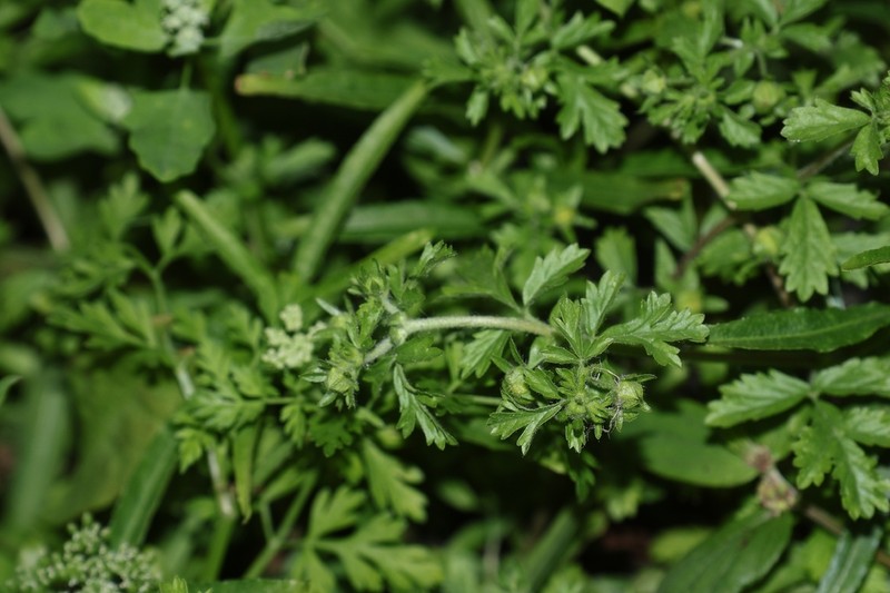 Potentilla heynei photo 8
