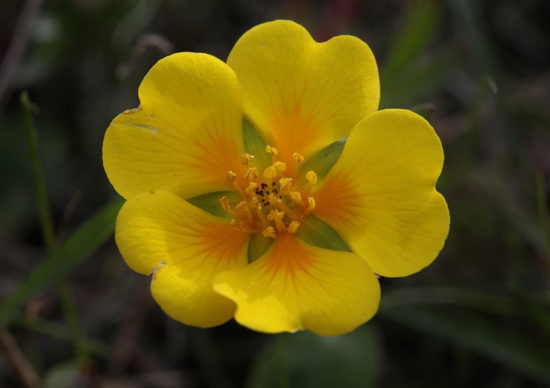 Hickman's Cinquefoil