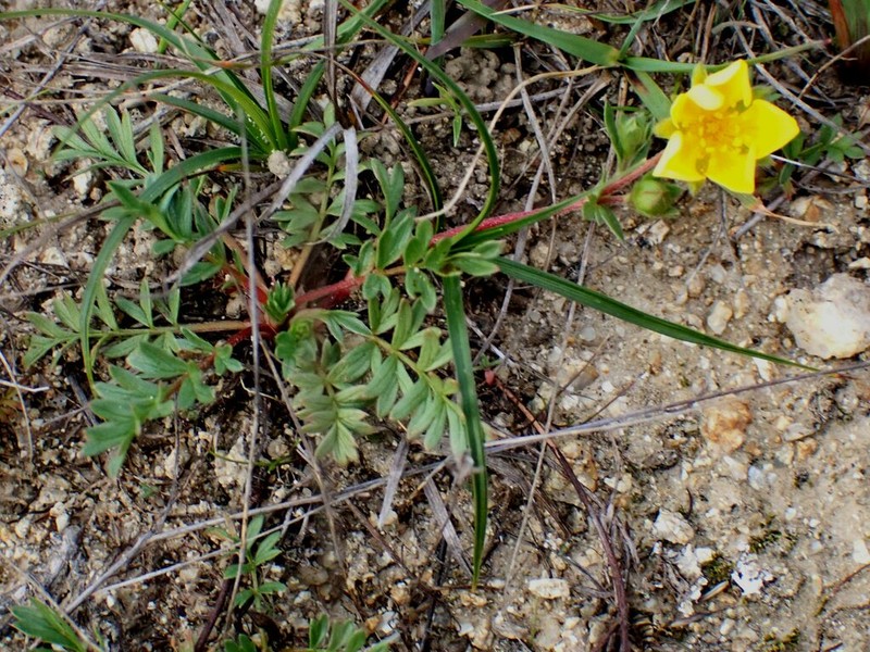 Hickman's Cinquefoil photo 2