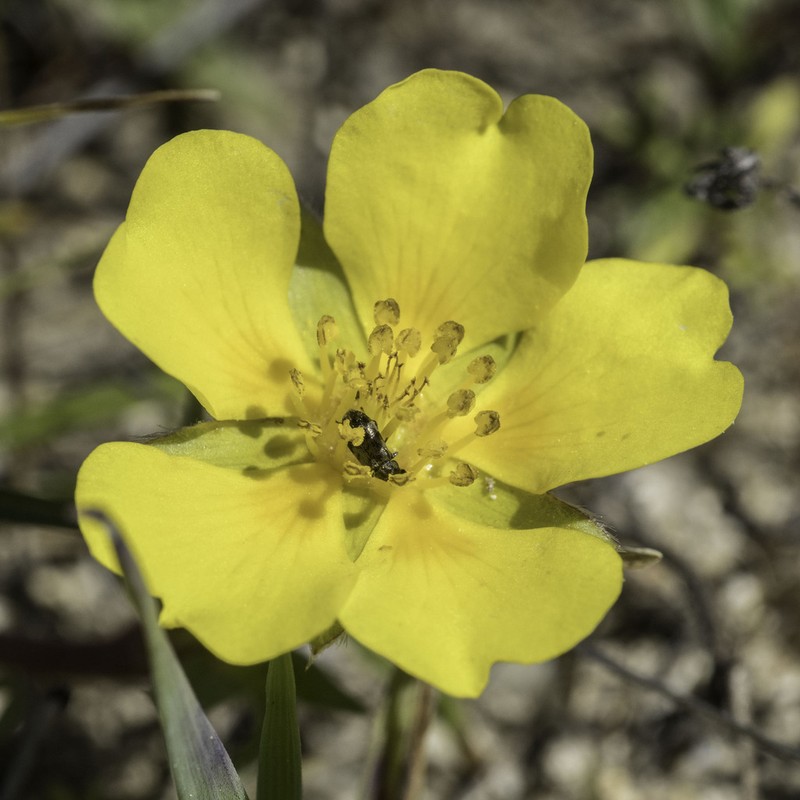 Hickman's Cinquefoil photo 3