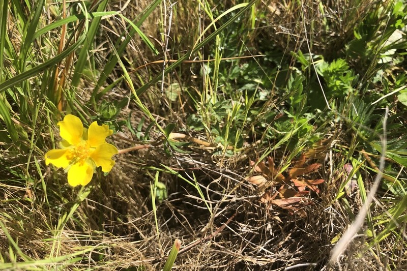 Hickman's Cinquefoil photo 4
