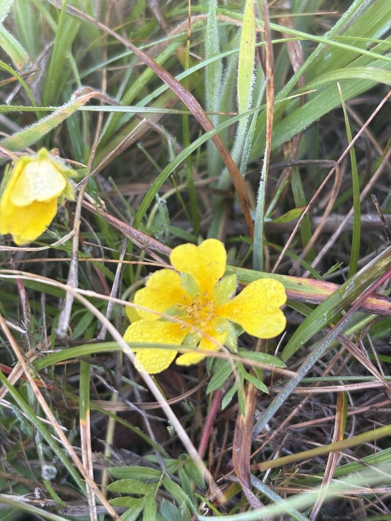 Hickman's Cinquefoil photo 5