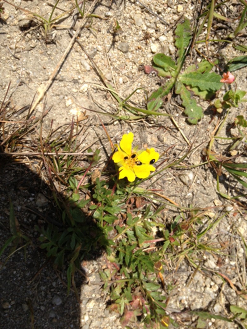 Hickman's Cinquefoil photo 6