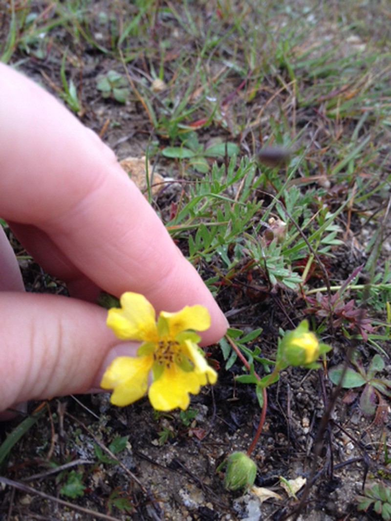 Hickman's Cinquefoil photo 7