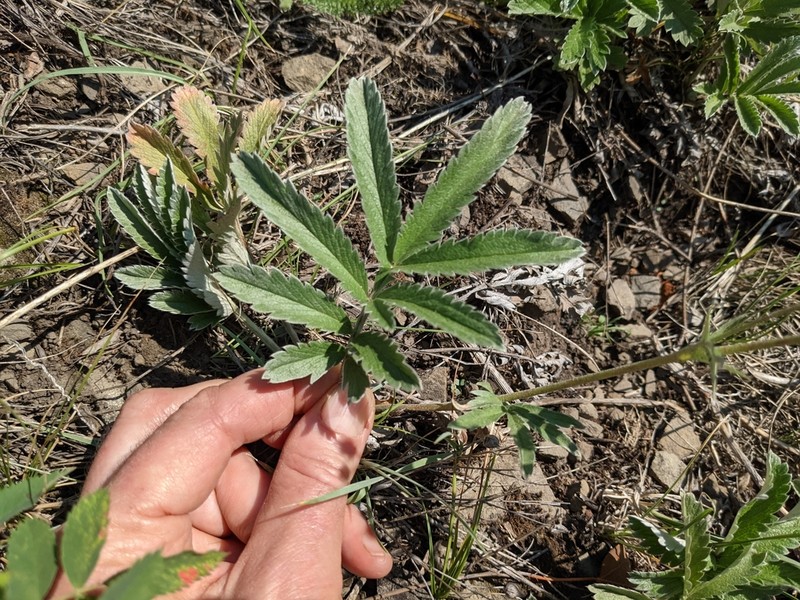 Woolly Cinquefoil photo 2