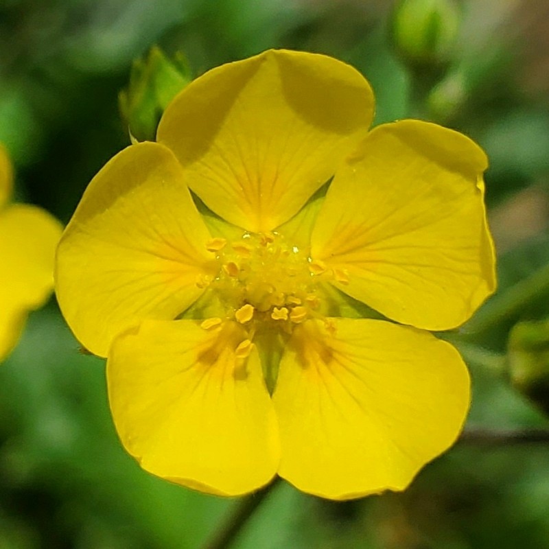 Woolly Cinquefoil photo 3