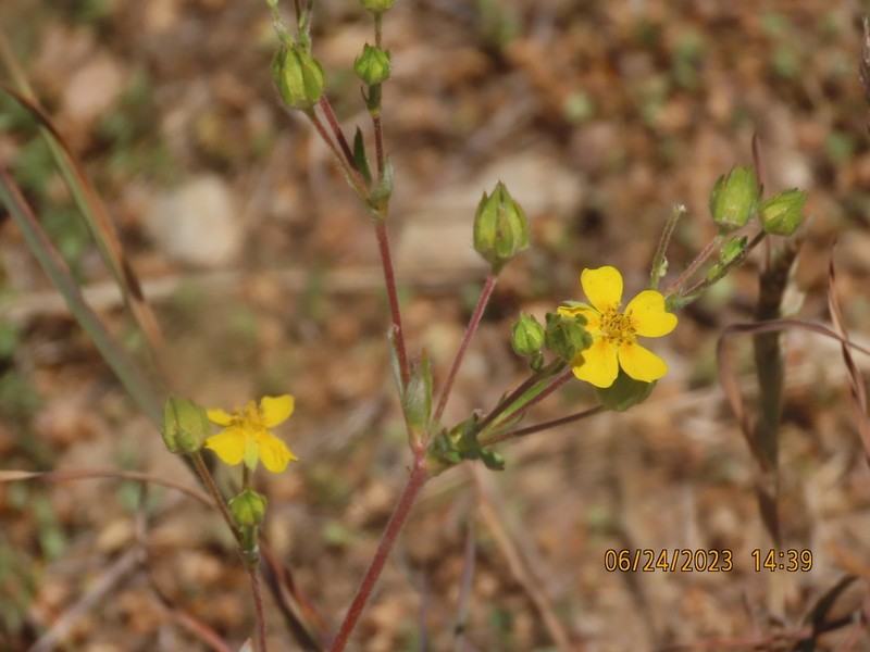 Woolly Cinquefoil photo 4
