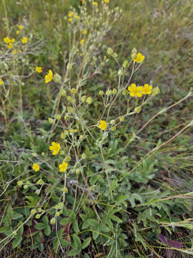 Woolly Cinquefoil photo 5