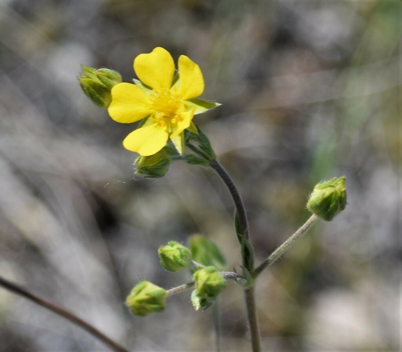 Woolly Cinquefoil photo 6