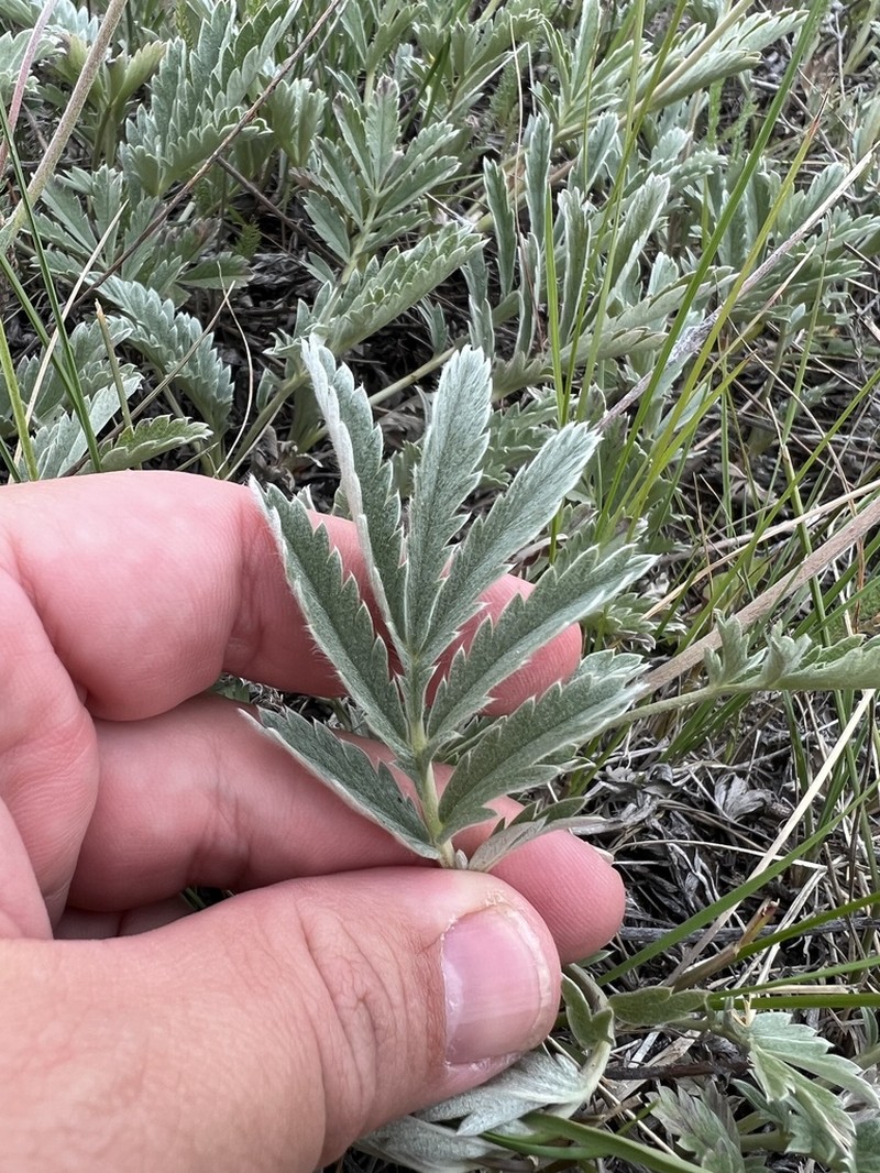 Woolly Cinquefoil photo 7