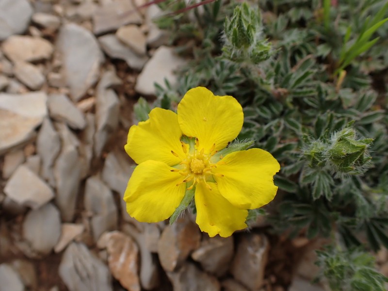 Potentilla hirta