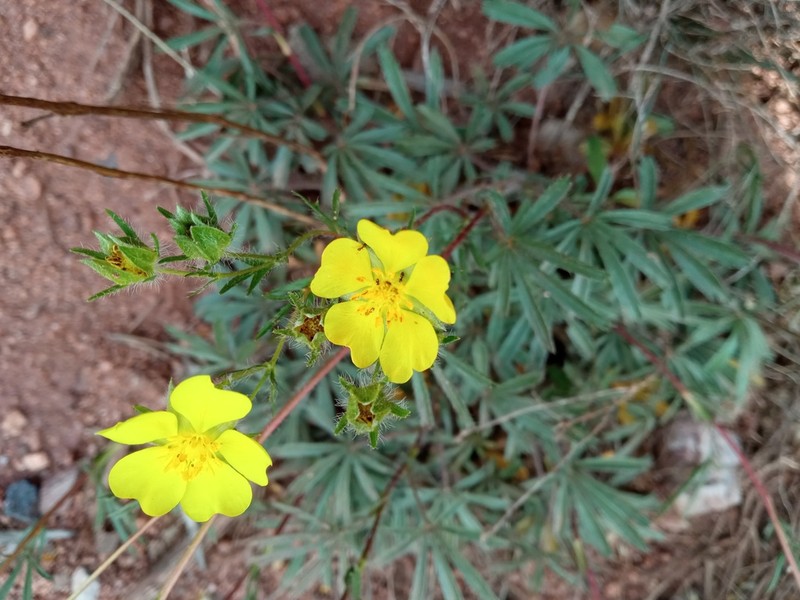 Potentilla hirta photo 2