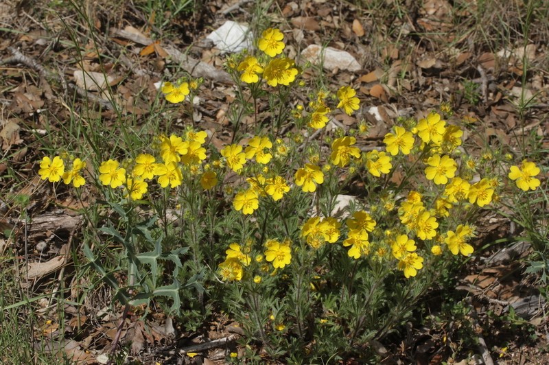 Potentilla hirta photo 3