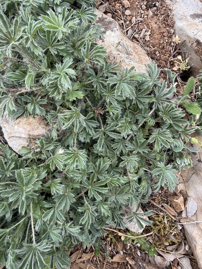 Potentilla hirta photo 4