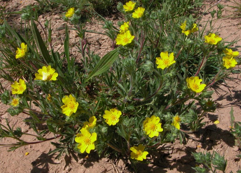 Potentilla hirta photo 5