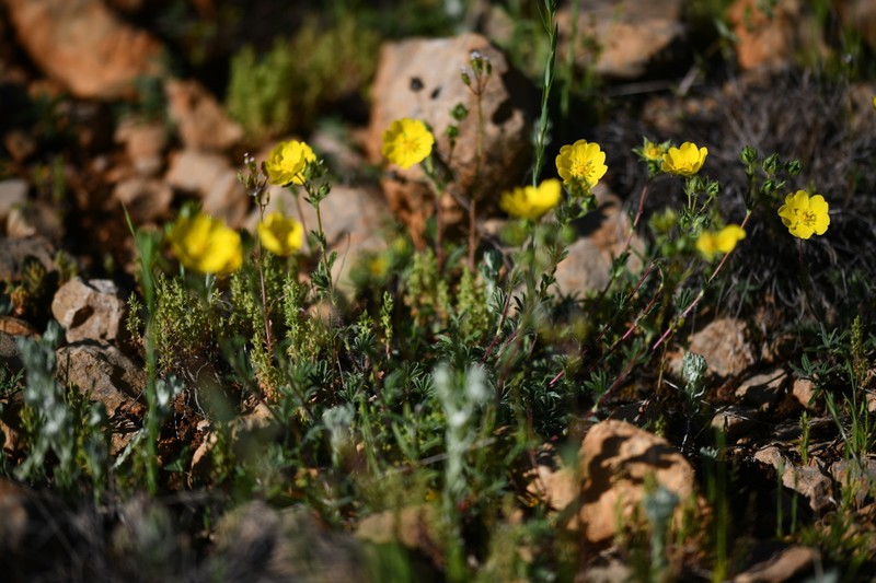 Potentilla hirta photo 6