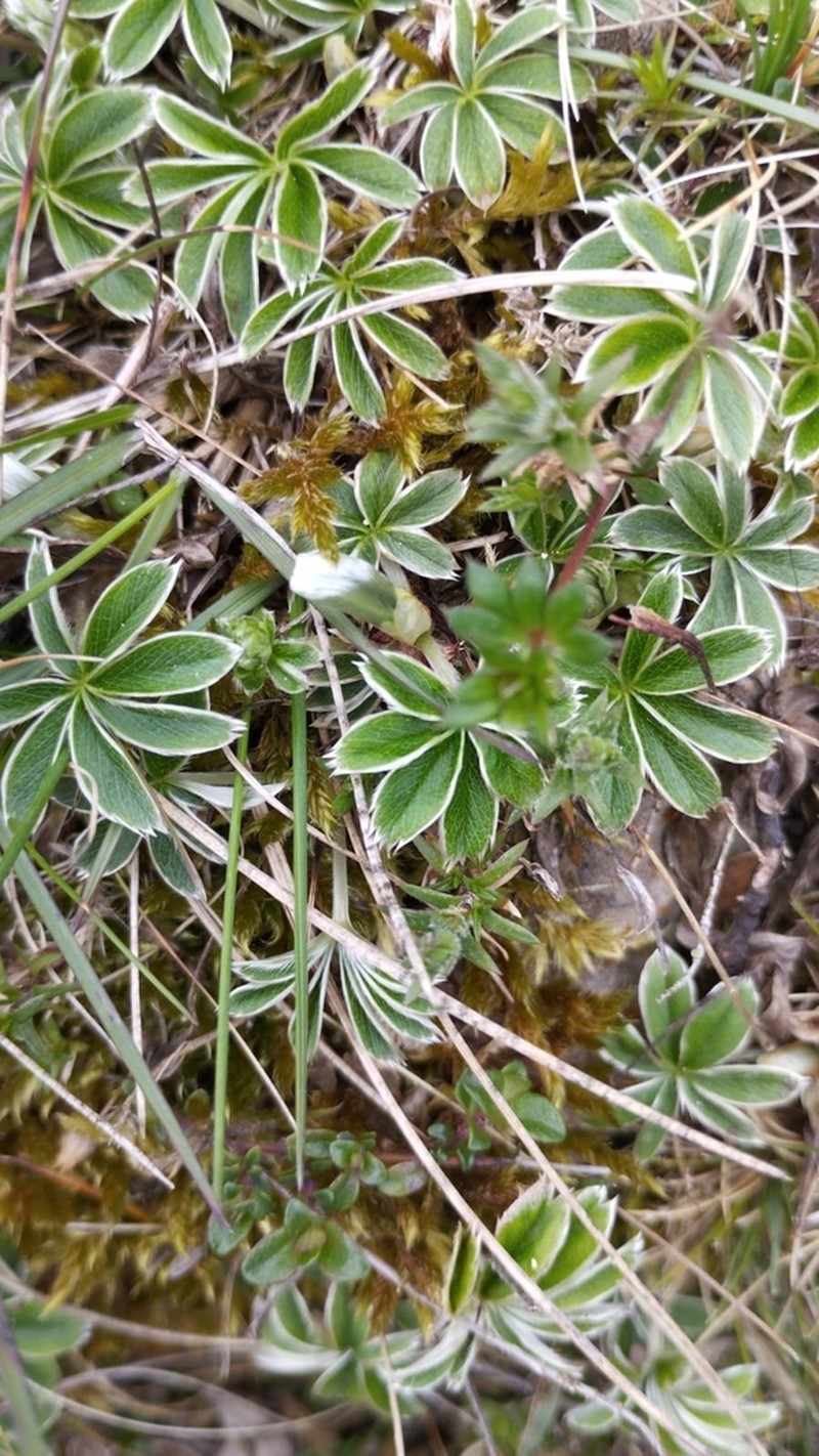 Potentilla hirta photo 7