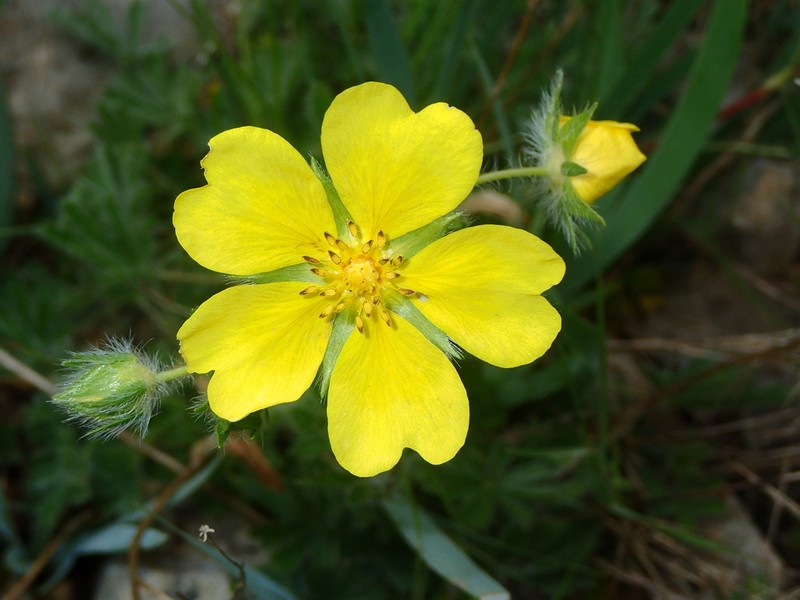 Potentilla hirta photo 8
