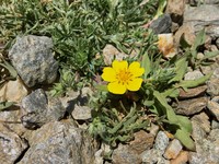 Potentilla hispanica
