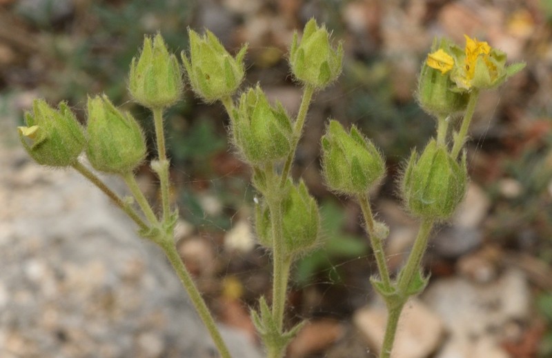 Potentilla hispanica photo 2