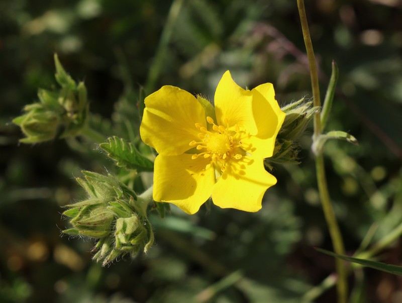 Potentilla hispanica photo 3