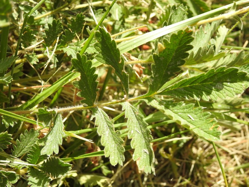 Potentilla hispanica photo 4