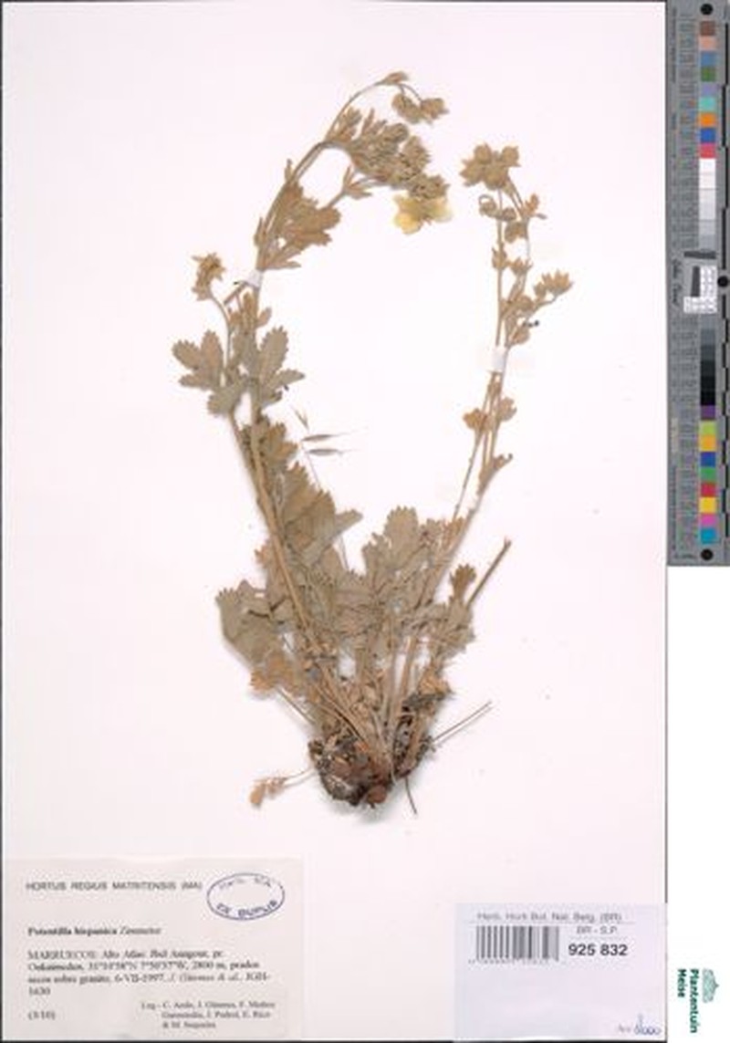 Potentilla hispanica photo 5