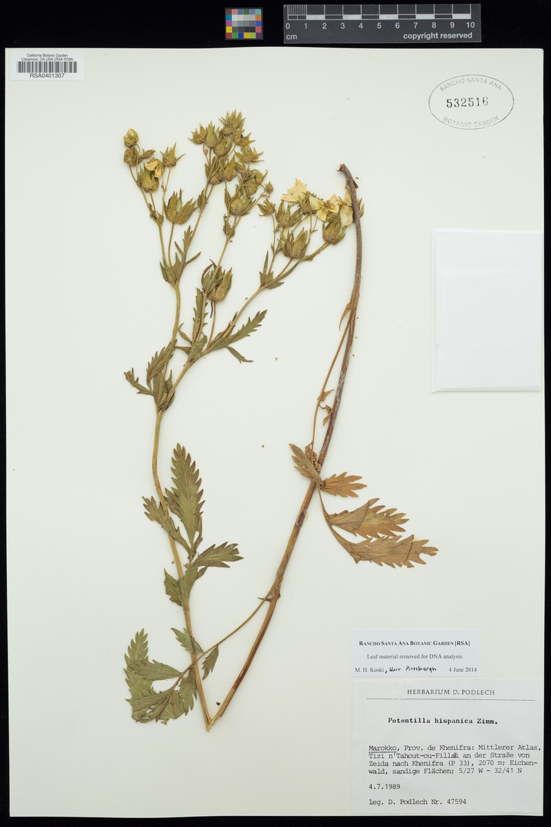 Potentilla hispanica photo 6