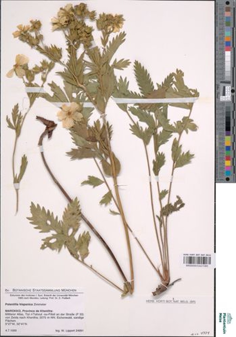 Potentilla hispanica photo 7