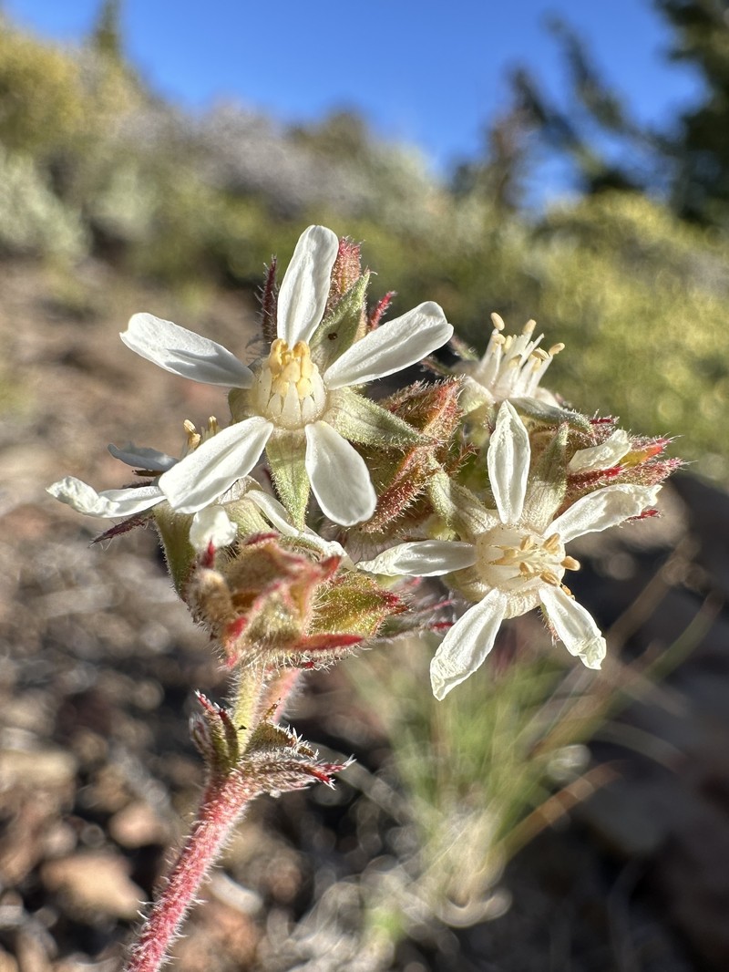 White Mountain Horkelia