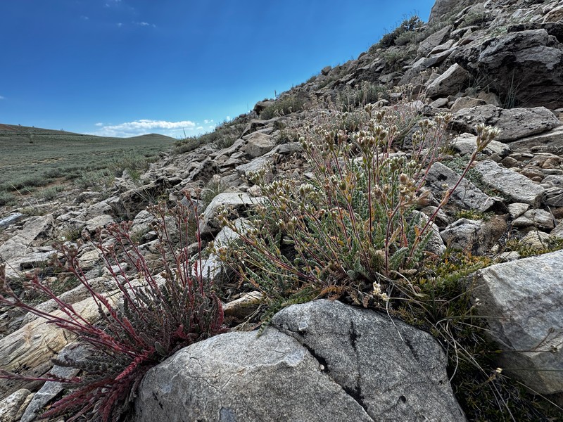 White Mountain Horkelia photo 3