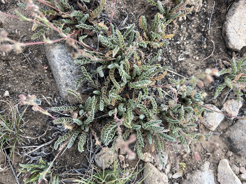 White Mountain Horkelia photo 5