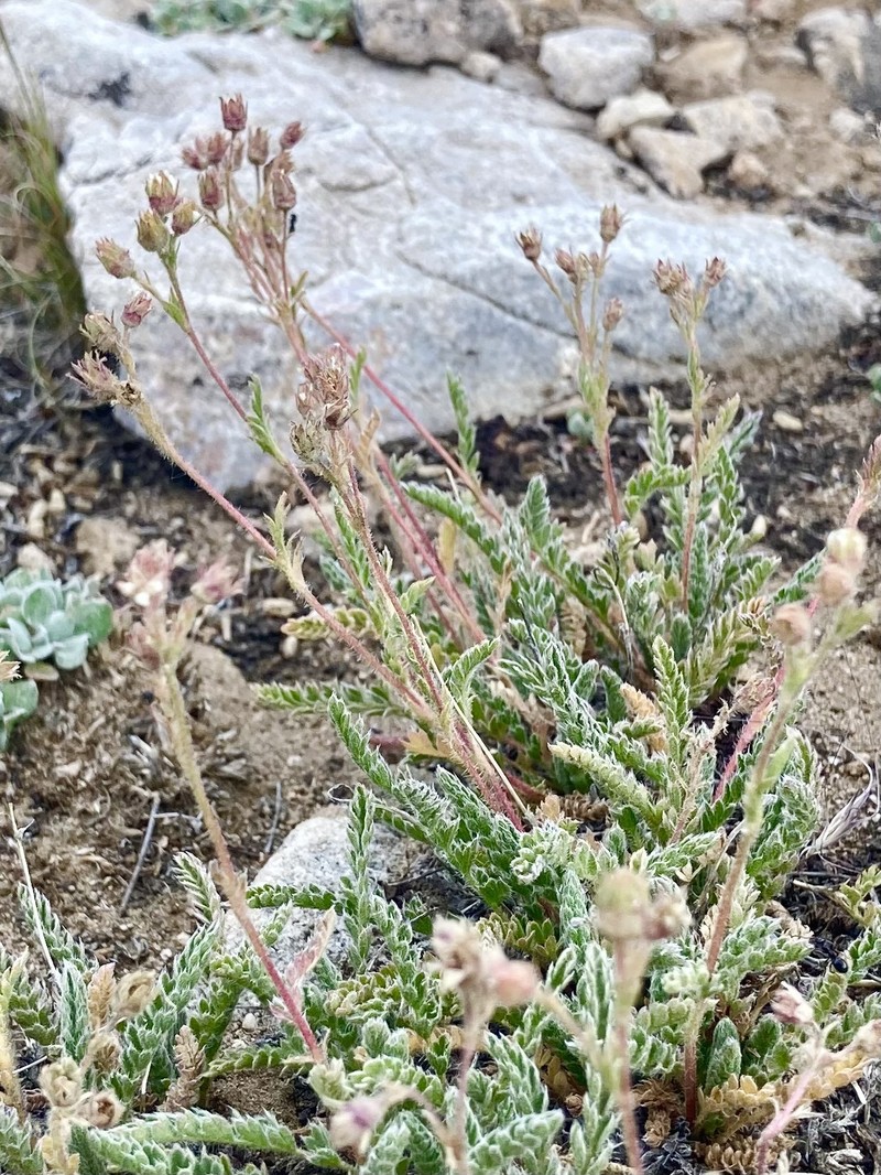 White Mountain Horkelia photo 6