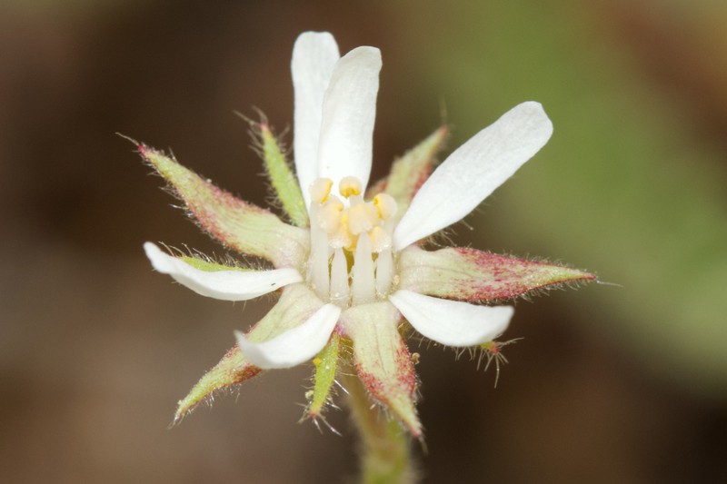 White Mountain Horkelia photo 7