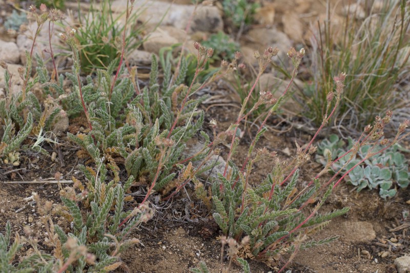 White Mountain Horkelia photo 8