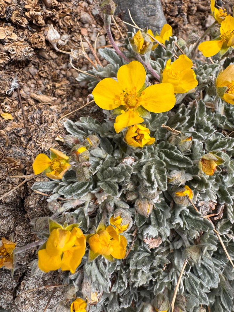 Potentilla holmgrenii