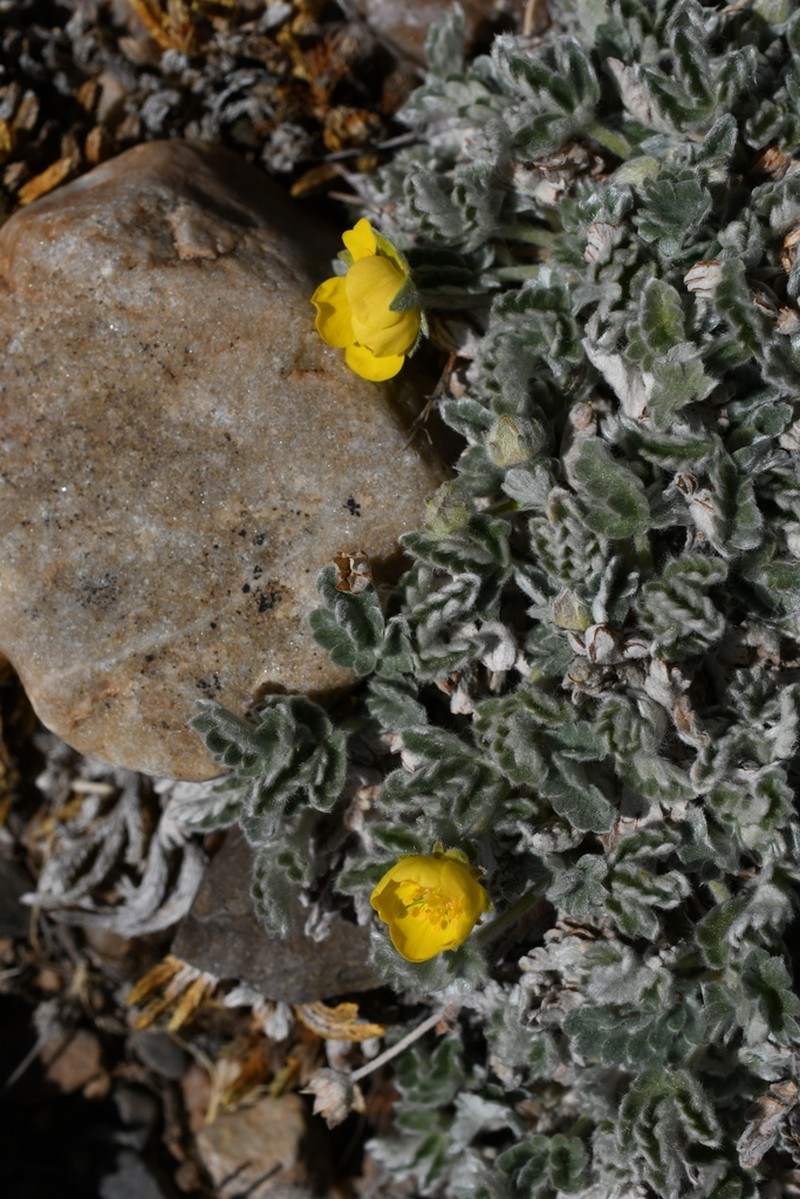 Potentilla holmgrenii photo 2
