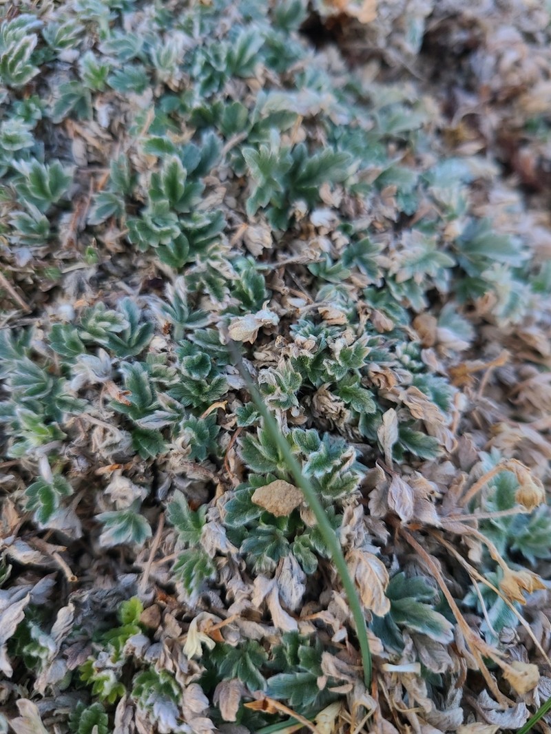 Potentilla holmgrenii photo 3