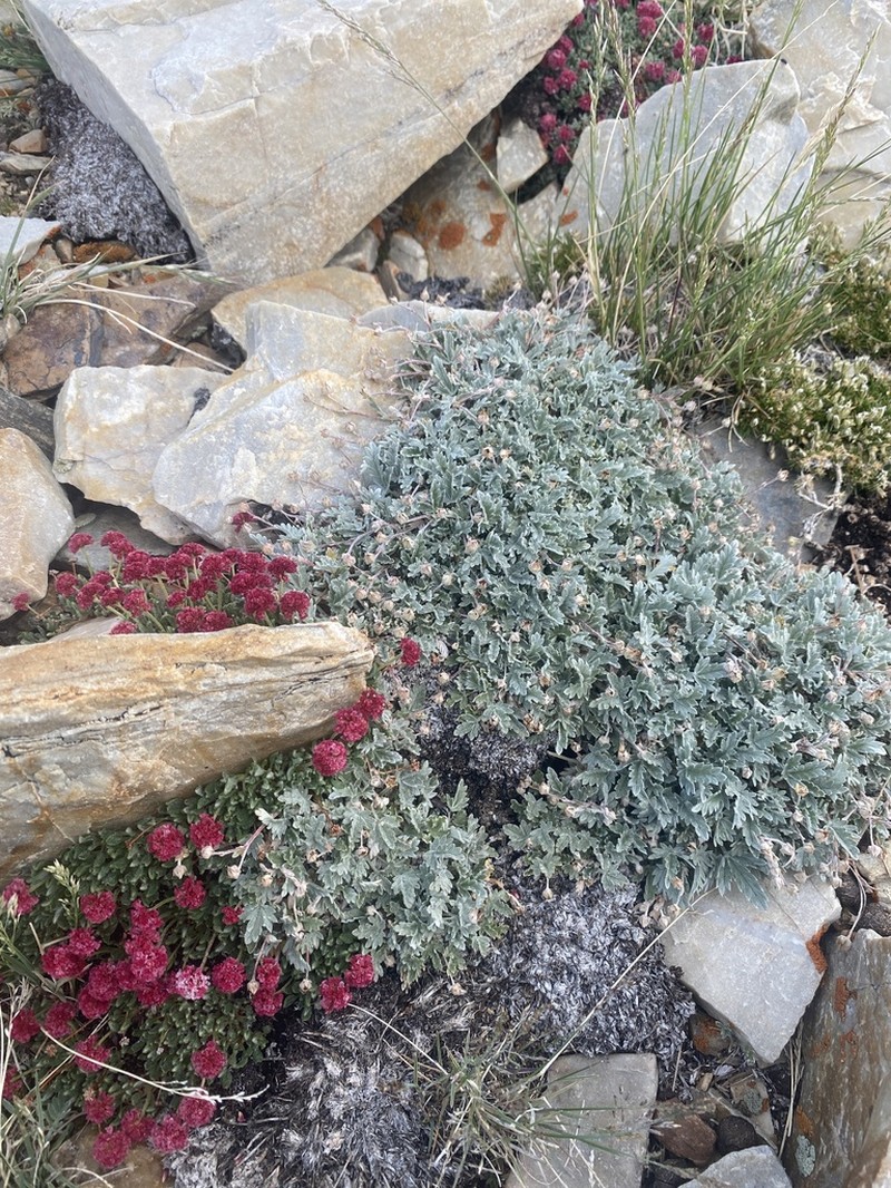 Potentilla holmgrenii photo 5