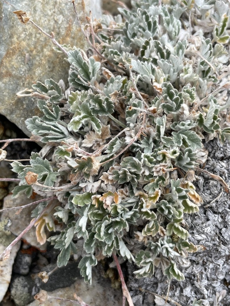 Potentilla holmgrenii photo 6