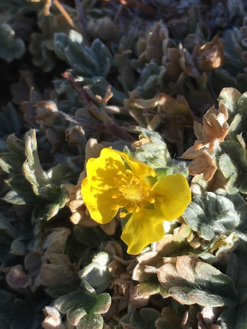 Potentilla holmgrenii photo 7