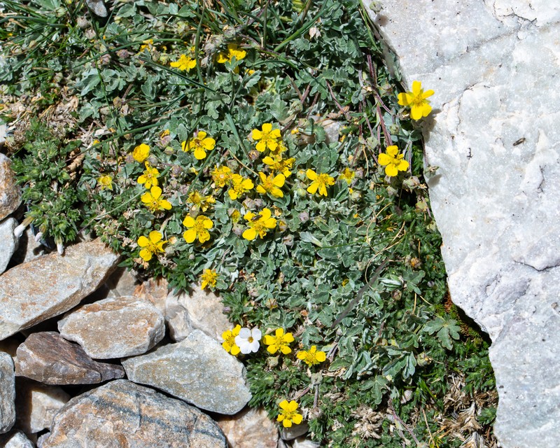Potentilla holmgrenii photo 8