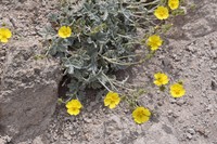 Potentilla hololeuca
