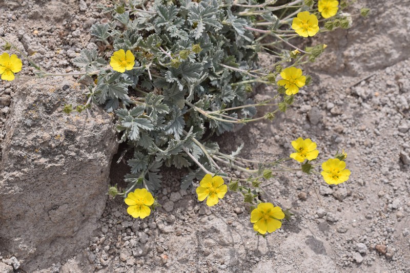 Potentilla hololeuca