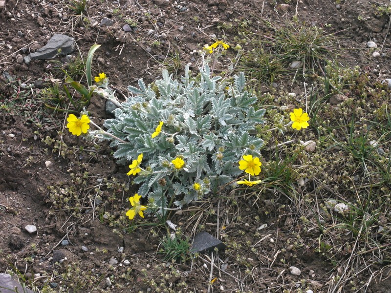 Potentilla hololeuca photo 2