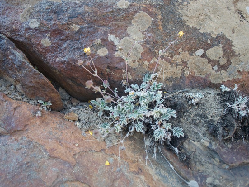 Potentilla hololeuca photo 3