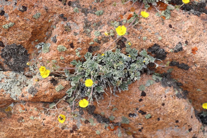 Potentilla hololeuca photo 4