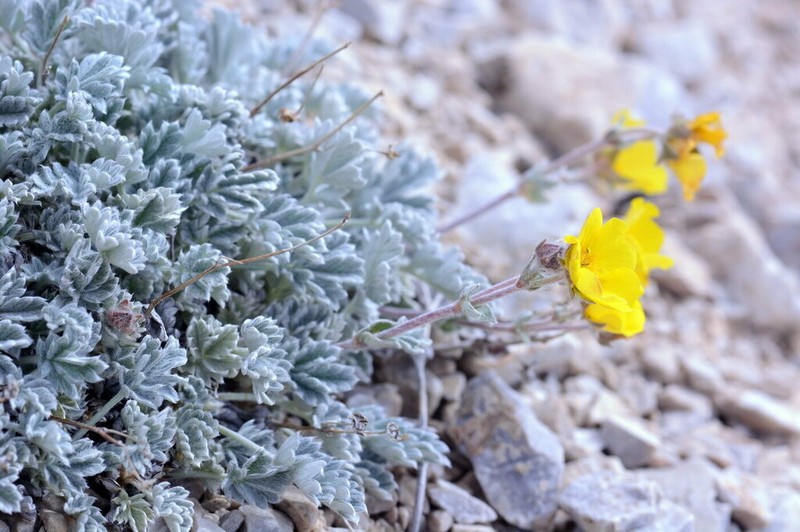 Potentilla hololeuca photo 5